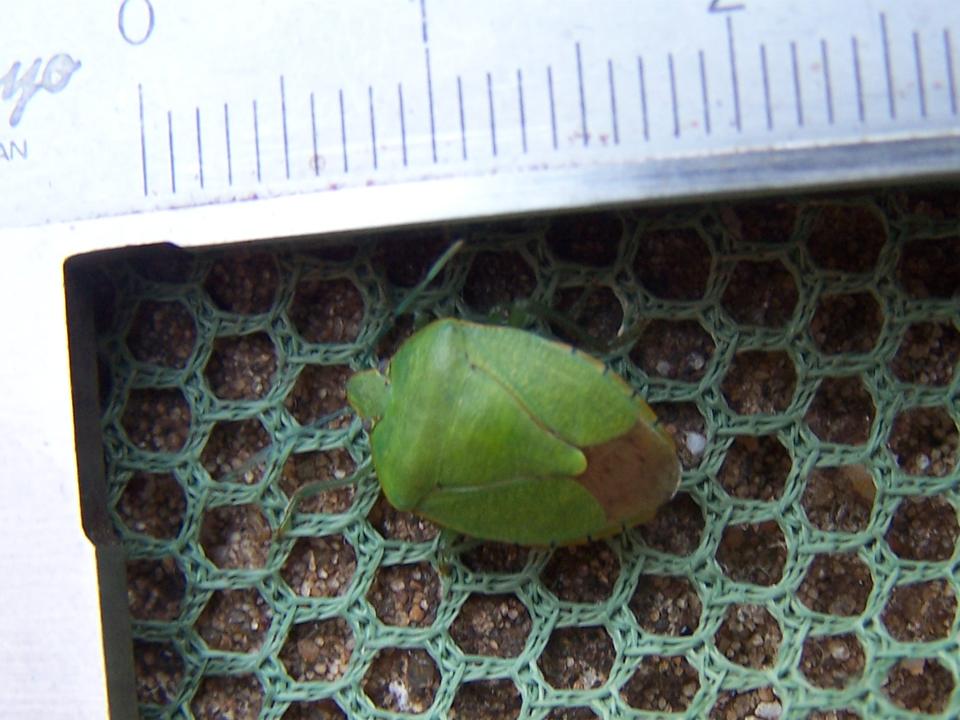 FIGURE 1e FIGURE 1e